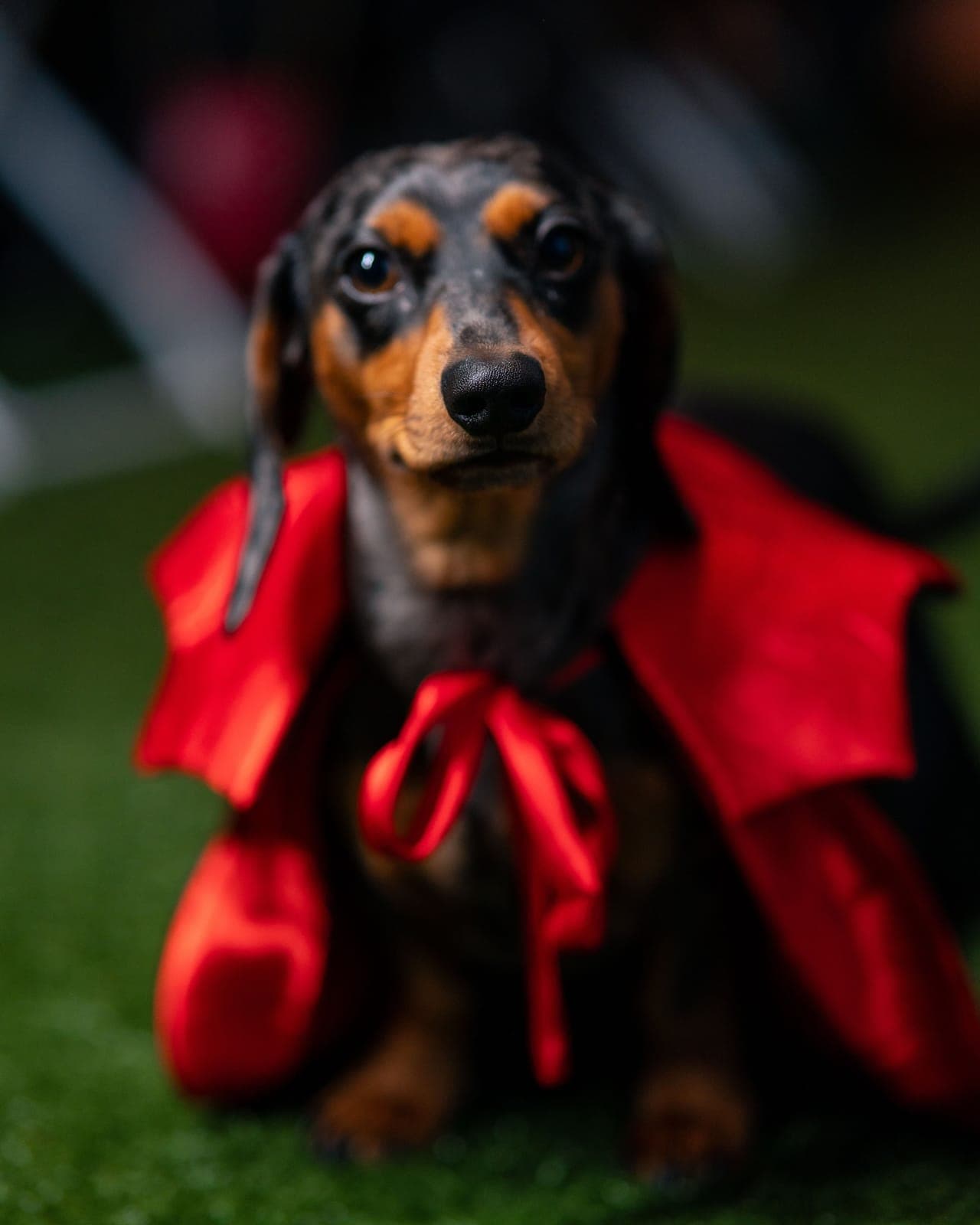 A dachshund in a red cape sits on the grass